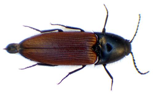 Ampedus sp.